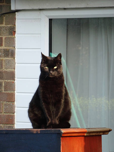 Photo showing a black cat (full body) sitting outside in the sunshine, on a wooden cabinet.  The cat's yellow eyes can be seen staring straight into the camera.