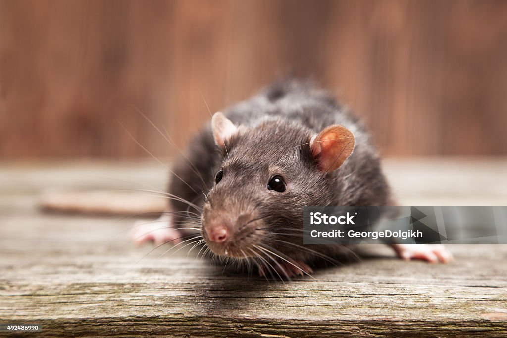 Pet rat Pet rats on a wooden background Rat Stock Photo