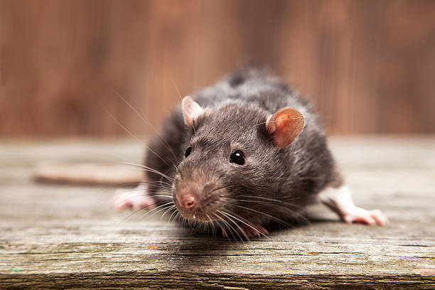 Pet rat Pet rats on a wooden background rat photos stock pictures, royalty-free photos & images