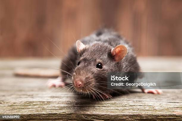 Pet Rat Stock Photo - Download Image Now - Rat, Rodent, Photography