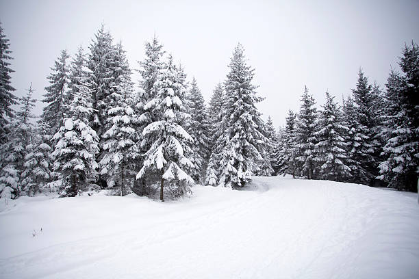 localização nevadascomment - snow tree imagens e fotografias de stock
