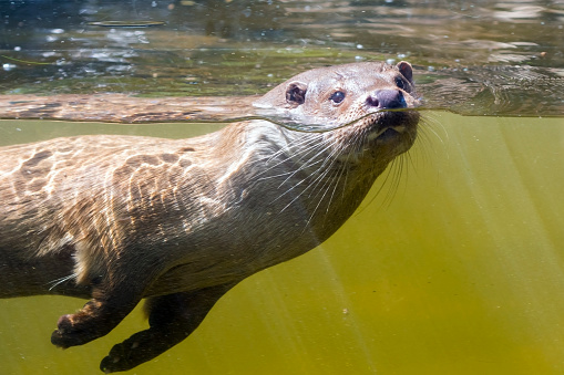 European otter (Lutra lutra) is swimming underwater