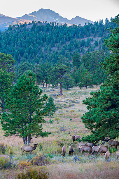 istock Elk Migration Rocky Mountain National Park 492488384