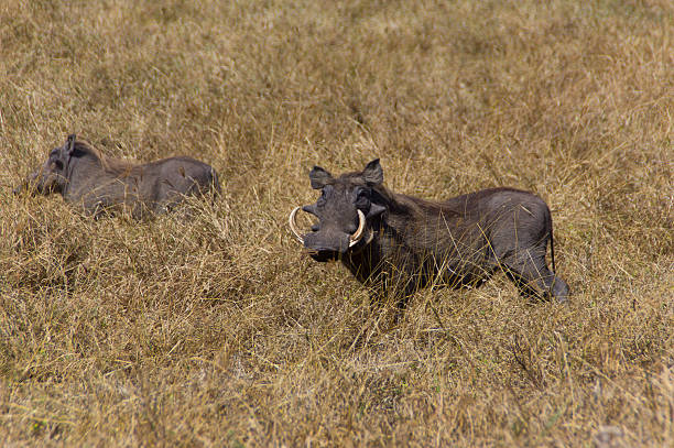 Alerta de porco - fotografia de stock