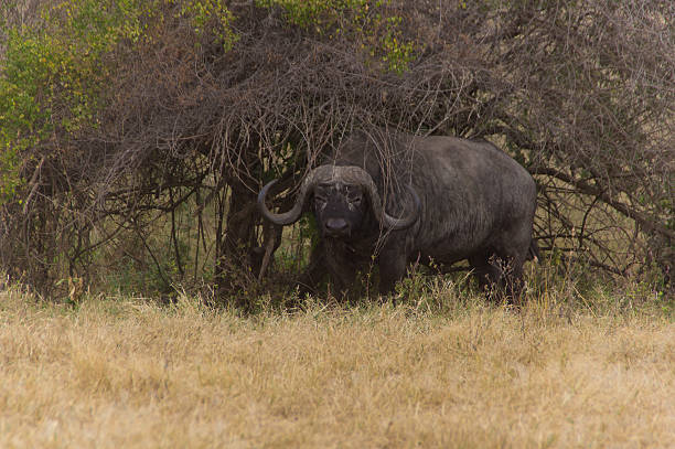 Buffalo in Position – Foto