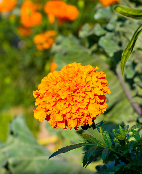 istock flowers in the garden 492489200