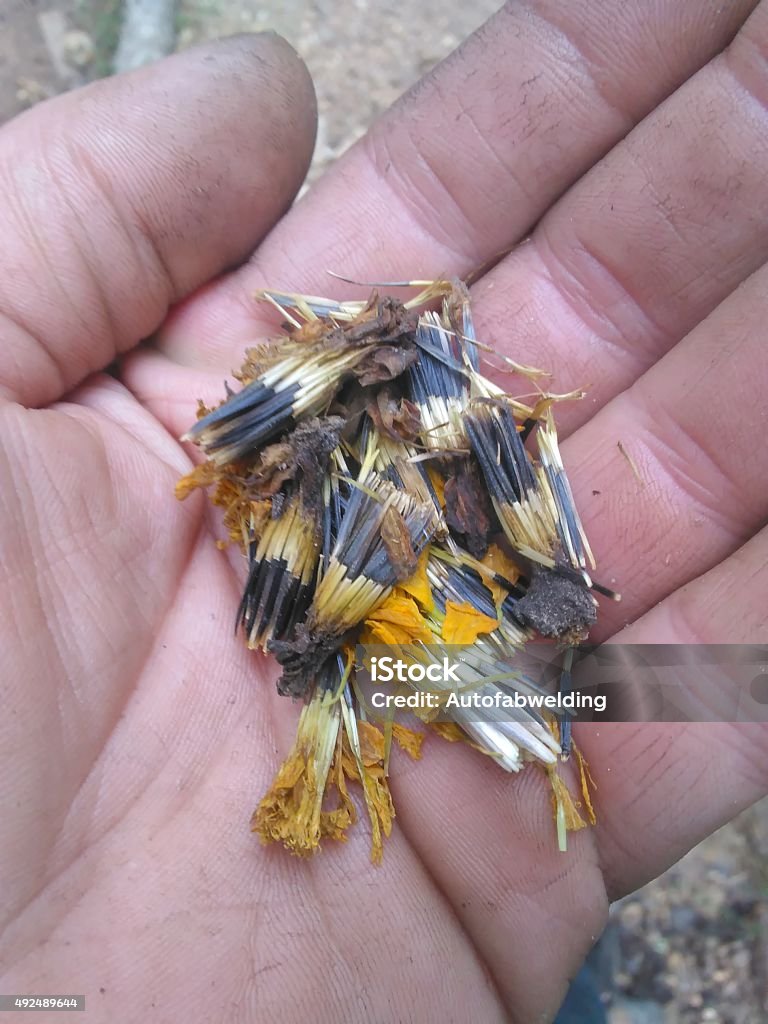 marigold seeds Handful of marigold seeds 2015 Stock Photo