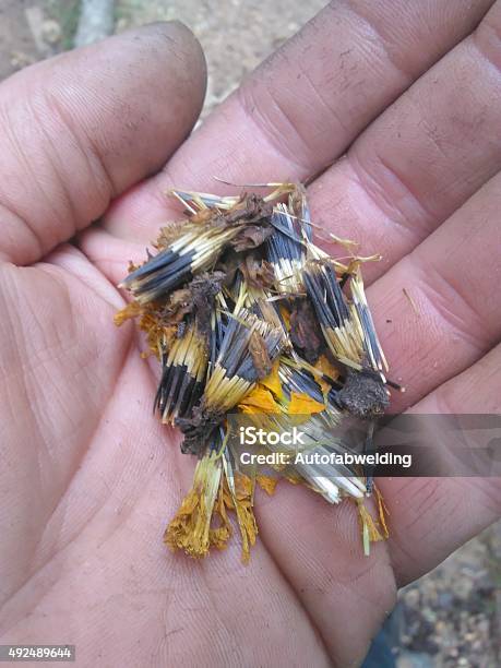 Marigold Seeds Stock Photo - Download Image Now - 2015, Flower, Holding