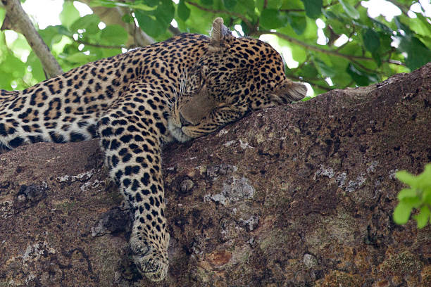 istock Leopard laying on a branch in Masai Mara 492491416