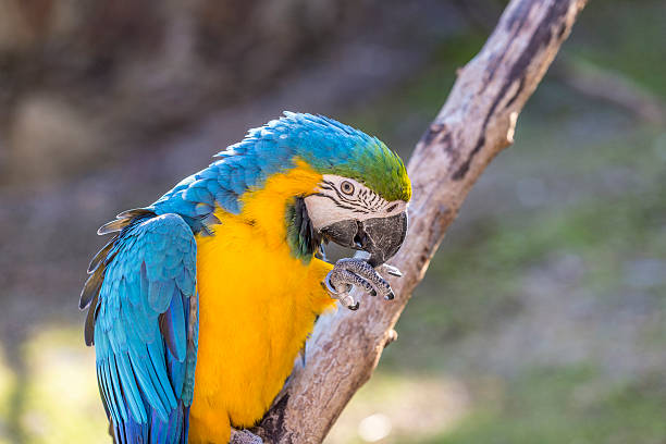 istock colorful Macaw in detail 492491616