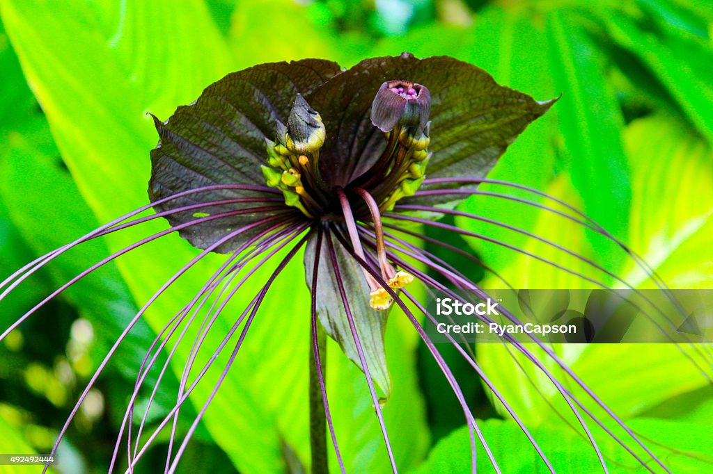 Morcego Flor Preto - Fotografias de stock e mais imagens de Orquídea Negra  - Orquídea Negra, 2015, Cor preta - iStock