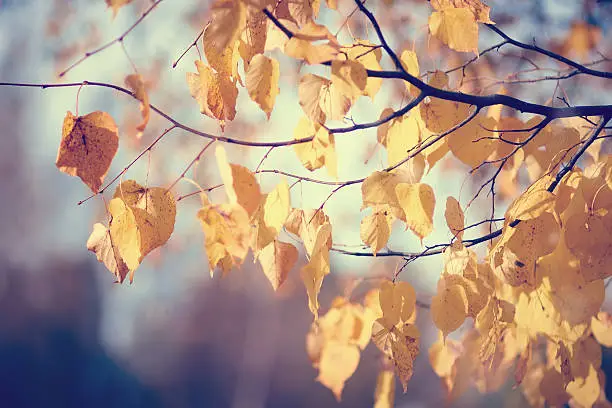 Yellow-gold leaves of a linden on branches in the fall.