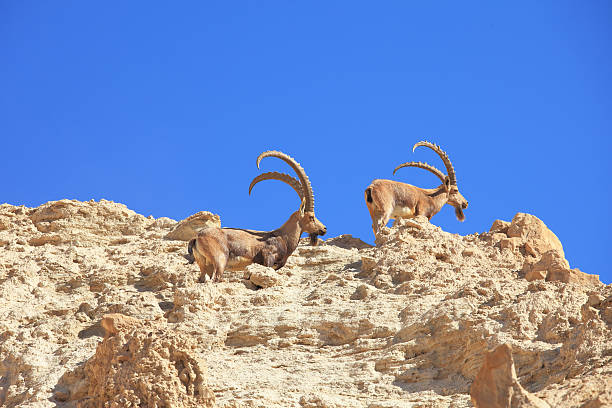 istock Herd of wild goats, with horns grazing 492493961