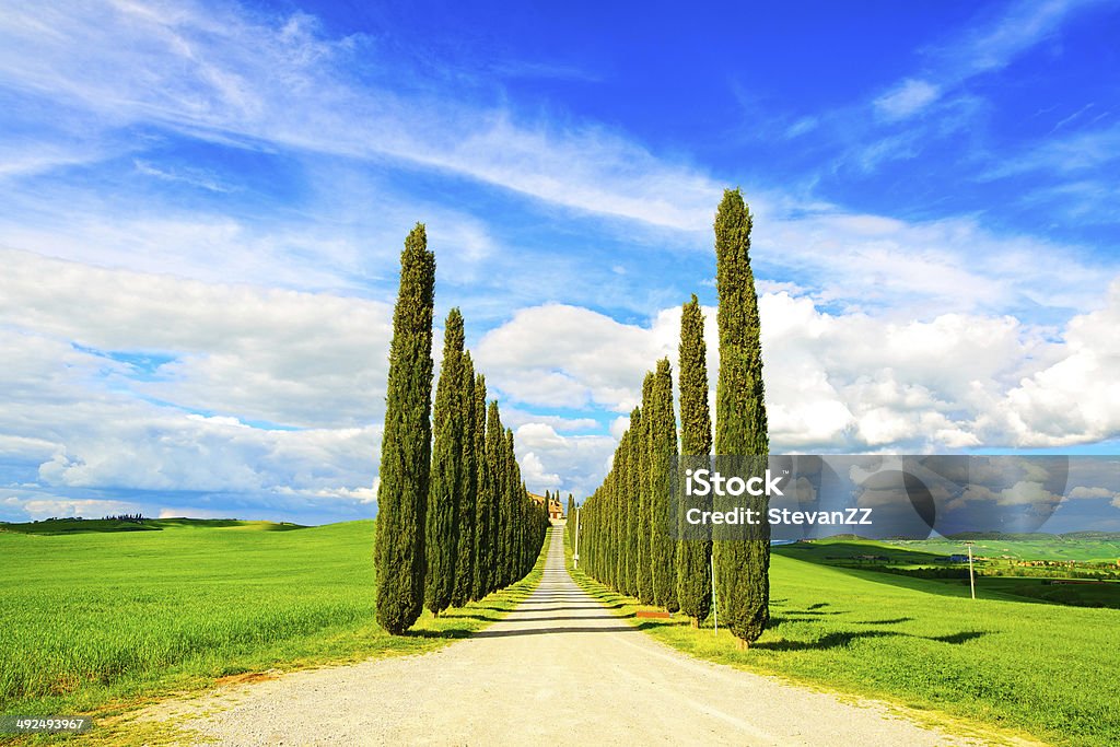 Toscana, com árvores de Cipreste branco Estrada paisagem rural, Itália, Europa - Royalty-free Agricultura Foto de stock