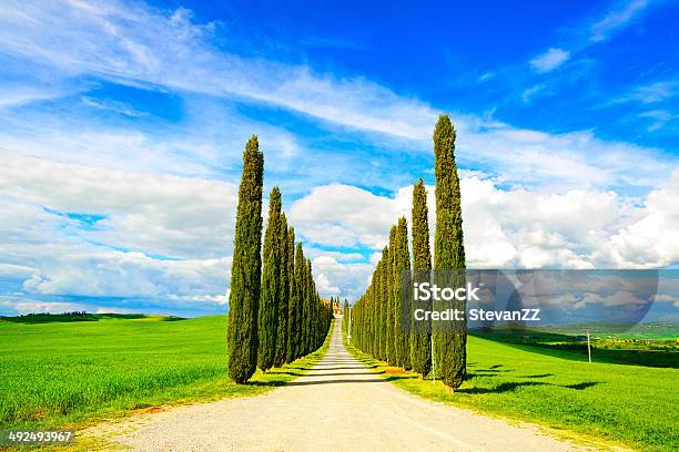 Toscana Com Árvores De Cipreste Branco Estrada Paisagem Rural Itália Europa - Fotografias de stock e mais imagens de Agricultura