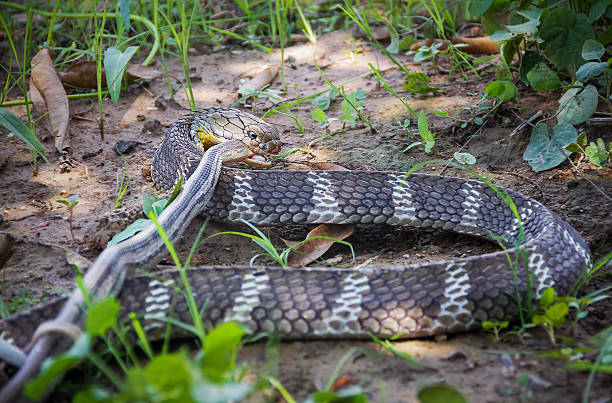 king cobra snake, naja - cobra snake aggression king cobra stock-fotos und bilder