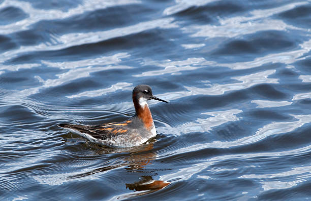 A red-necked phalarope feeds on insects floating on the surface of a small pond in the Arapahoe National Wildlife Refuge in northern Colorado.