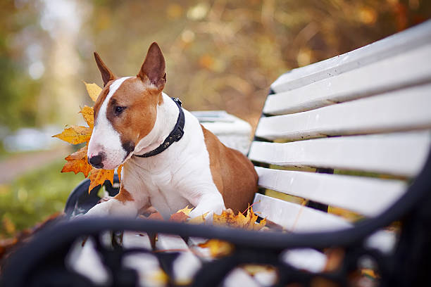 istock The red bull terrier lies on a bench 492494154