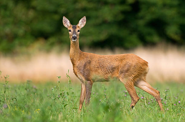 Wild roe deer Photo of roe deer in a field doe stock pictures, royalty-free photos & images