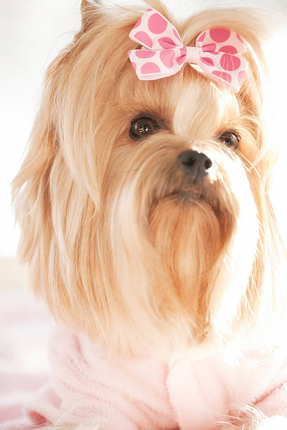 istock Yorkshire Terrier Portrait Day at the Grooming Spa 492494326