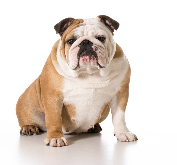istock english bulldog 492494389