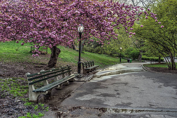 istock Spring in Central Park, New York City 492495057
