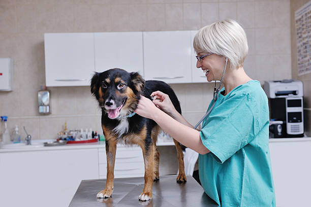 istock veterinarian and assistant in a small animal clinic 492495353