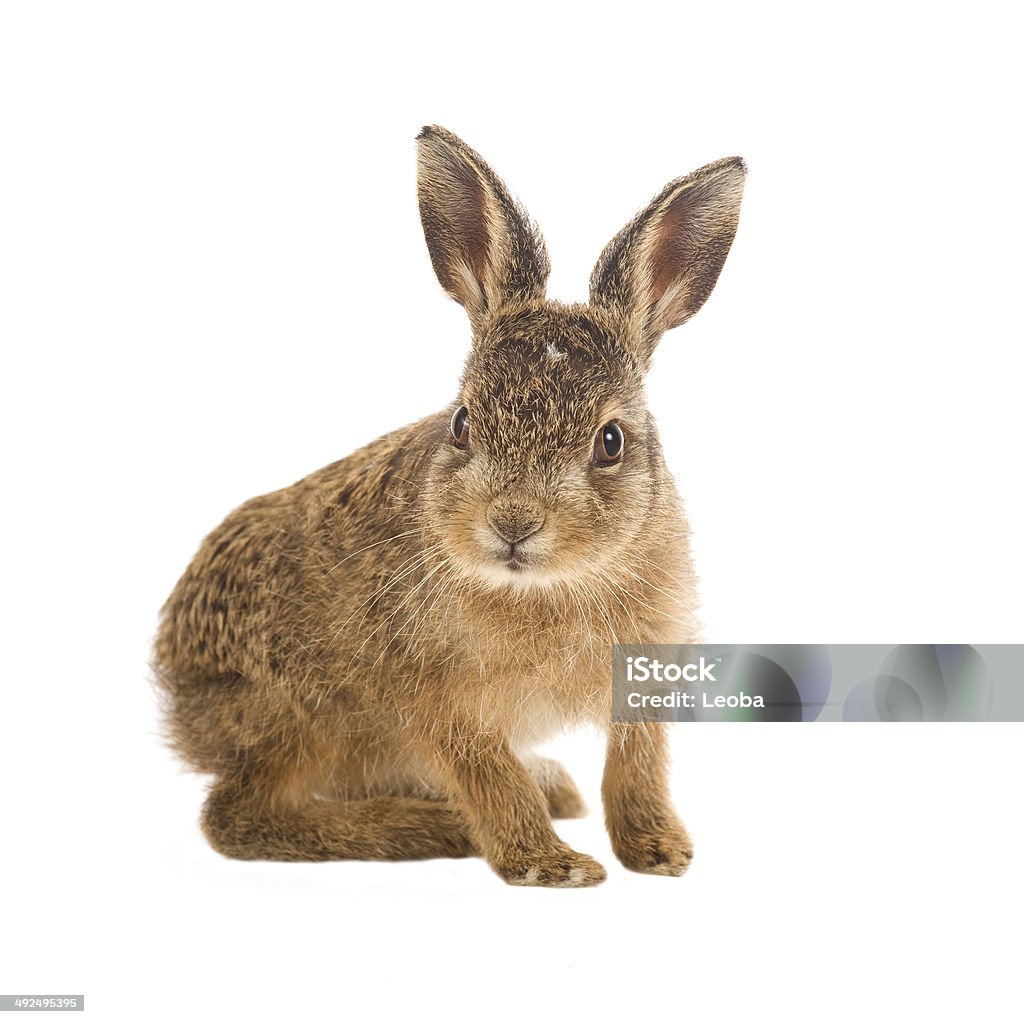 Young hare 3 weeks old isolated Young hare 3 weeks old isolated on white background Brown Hare Stock Photo