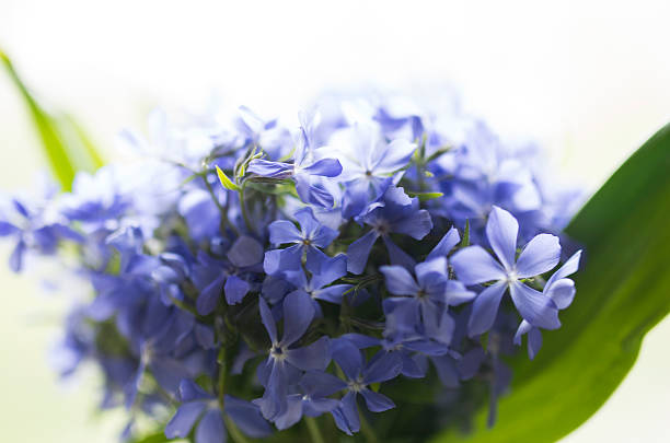 istock Beautiful blue Phlox with green leafs in daylight 492495555