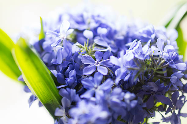 istock Beautiful blue Phlox with green leafs in daylight 492495563