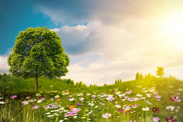 istock Bright summer afternoon on the meadow. Natural backgrounds 492495665