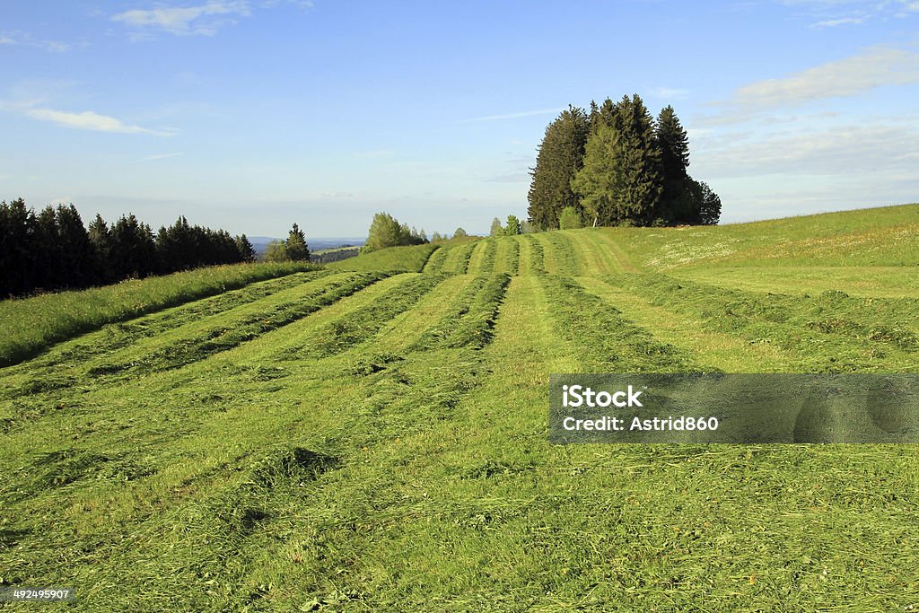 farmers mow the field in summer the farmers mow the field Meadow Stock Photo