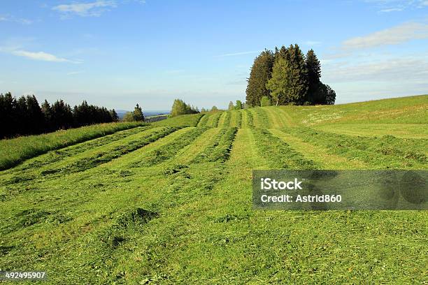 Farmers Mow The Field Stock Photo - Download Image Now - Meadow, Hay, Mowing
