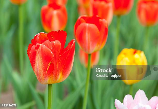 Vários Vermelho Túlipas - Fotografias de stock e mais imagens de Bardana - Bardana, Bardana-menor, Beleza natural