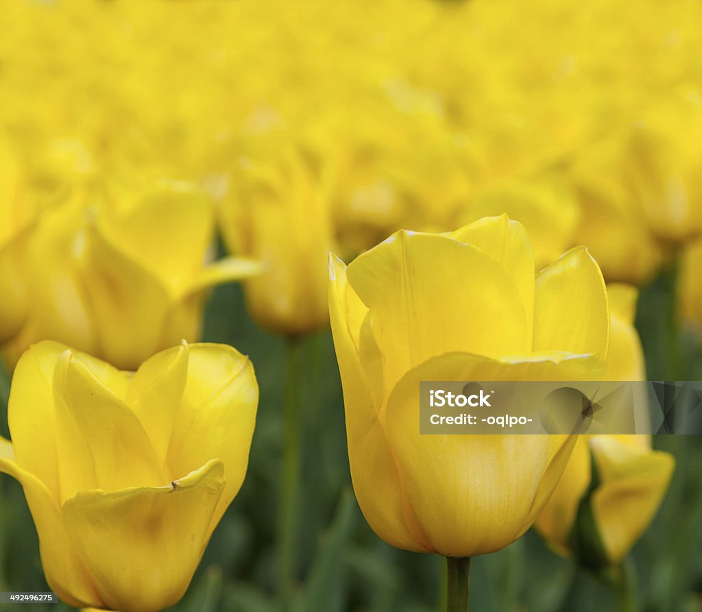 Viele gelbe Tulpen Frühling - Lizenzfrei Bildhintergrund Stock-Foto