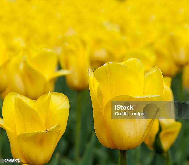 Viele Gelbe Tulpen Frühling Stockfoto und mehr Bilder von Bildhintergrund - Bildhintergrund, Blume, Fotografie