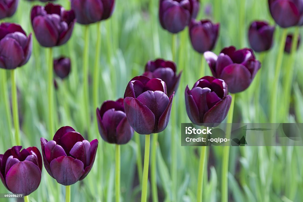 Beaucoup de tulipes pourpres - Photo de Bardane libre de droits