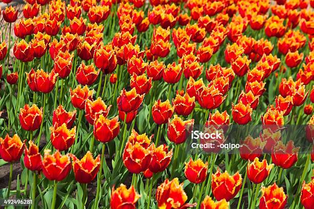 Kwietnik Z Wielu Czerwone Tulipany - zdjęcia stockowe i więcej obrazów Cebula - Cebula, Czerwony, Fotografika