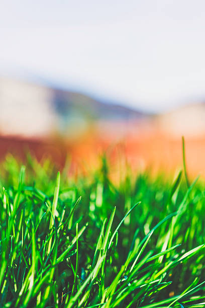 Lush green grass growing in sunlight with house in background