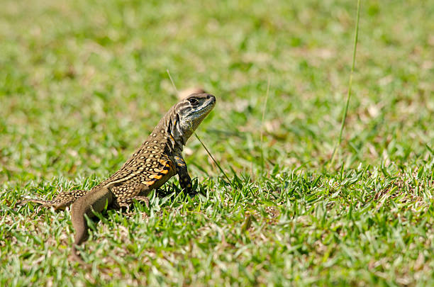 istock Leiolepis is waiting prey in the garden 492496364