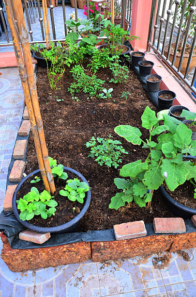 istock Vegetable garden in House 492496367