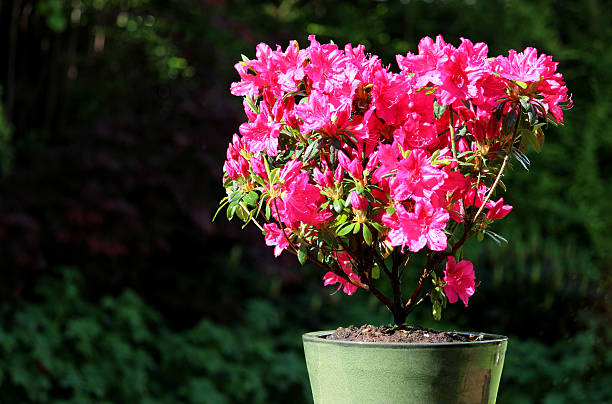Mangunsan Azalea Flower, Namhae-gun, South Korea