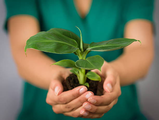 Plant in her hands stock photo