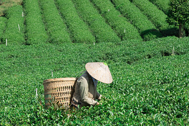 mulher recolhendo folha de chá no campo - tea crop tea leaves plantation farmer imagens e fotografias de stock