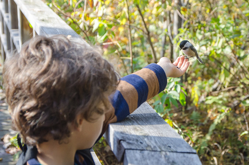 Little boy with arm extended and with seeds in his hand with a bird (Black-capped Chickadee) eating. This is in a pedestrian path at Le Marais du Nord in Stoneham/Tewkesbury near Quebec City