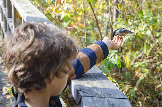 istock Black-capped Chickadee in little boy's hand 492496928