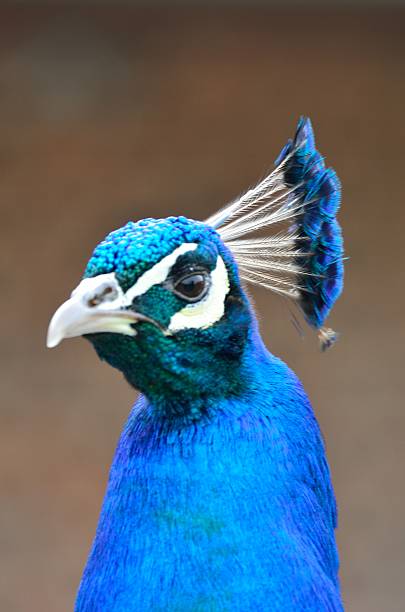 istock Blue head of peacock 492496941
