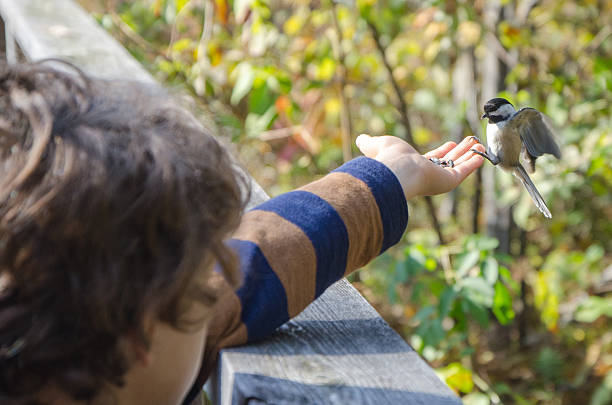 istock Black-capped Chickadee in little boy's hand 492496998