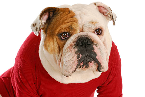 istock english bulldog 492497171
