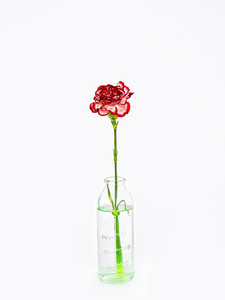 Carnation carnation stargazer fish stock pictures, royalty-free photos & images